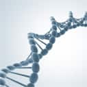 Better DNA repair could extend life span