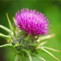 Milk thistle could help prevent and slow the growth of colorectal cancer