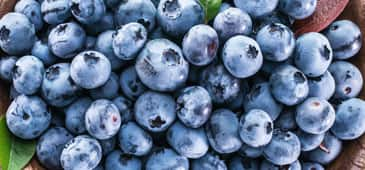 Blueberries show promise for improving cognitive impairment