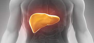 Fasting helps reduce fatty liver