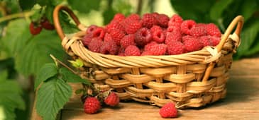 Raspberries, ellagic acid reveal benefits in two studies