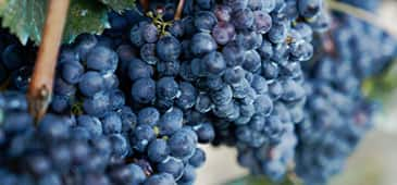 Grapes may help protect against UV damage