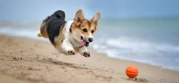 Active dogs need antioxidants, too