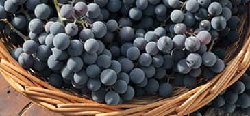 Meta-analysis concludes lipid benefit for grape polyphenols