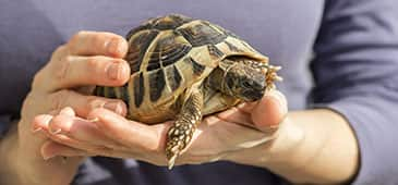 Turtles may hold clues to longevity