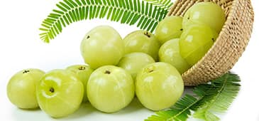 Amla effects comparable to metformin in diabetes patients