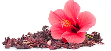 Hibiscus compound shows anti-Alzheimer disease activity