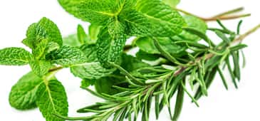 Rosemary, peppermint oils enhance memory associated with Alzheimer's disease