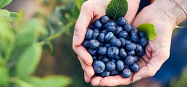 Blueberry polyphenols improve cognitive, vascular function