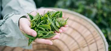 Green tea compound shows promise against uterine fibroids