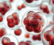 What are aging cells?