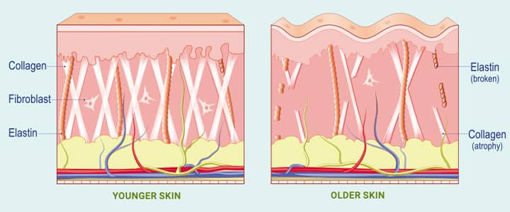 Collagen aids in the youfulness of skin