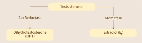 How Beneficial Testosterone Can Break Down into Metabolites that Cause Prostate Diseasee