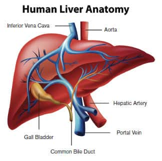 Silent Epidemic Of Liver Disease | Life Extension Magazine