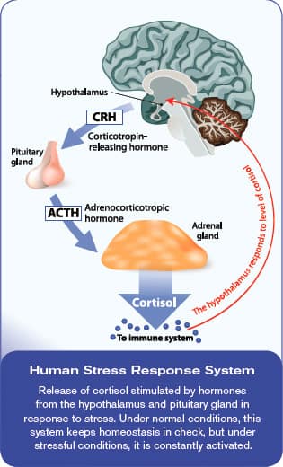 Stress, Adrenals and Adaptogens | Life Extension