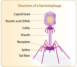 Major Advance in Intestinal Health | Life Extension Magazine