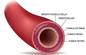 Enhance Erectile Function by Improving Vascular Health - Life Extension