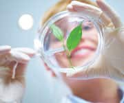 Scientist looking at pietri dish