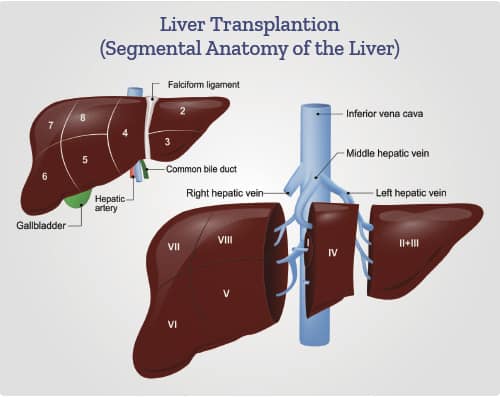 Liver Transplantation diagram