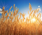 Picture of sun rising over wheat field, blue sky