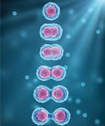 illustration of stem cell division