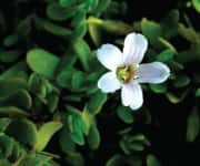 Bacopa Monnieri flower linked with learning