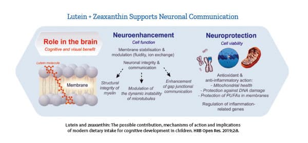 Graphic of neuroenhancement and neuroprotection roles