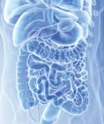 Gut supported by microbiota