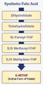 Infographic of synthetic folic acid