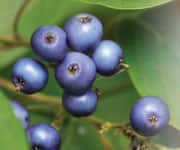 Bundle of elderberries