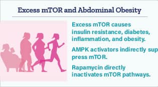 Article ‘excess mTor and abdominal obesity’ and small summary