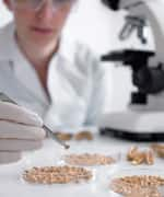 Researcher studying grain seeds