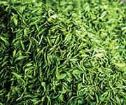 Bowl of tea leaves being dried out