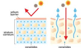 Infographic on sun related skin and ceramide damage