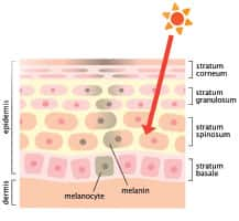 Infographic of skin layers and where the sun affects