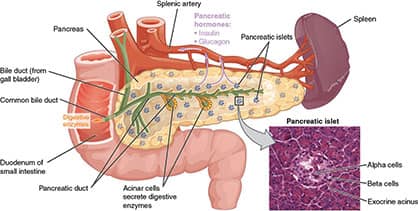 Diagram of the pancreas and its structure