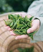 Woman holding green tea leaves that can be paired with lychee