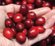 Hand holding fresh cranberries with antibacterial properties