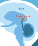 Example of where the pineal gland is in the brain