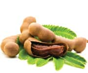 Opened tamarind fruit and seed traditionally used for anti-inflammation