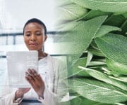 Doctor reading on preclinical studies of sage and an increase of lifespan