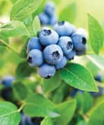 Bunch of blueberries on branch packed with anthocyanins