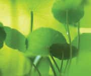 Gotu Kola plant that extracts contain the compound triterpenes