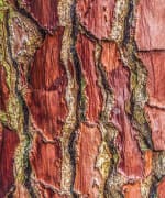 Red French maritime pine bark containing antioxidants and anti-inflammation properties