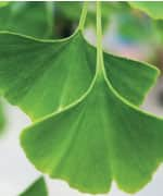 Ginkgo biloba leaves that extract contain known antioxidant properties