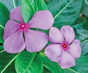 Two flowers of the Periwinkle plant that contain the compound vinpocetine