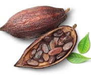 Cacao pods and seeds that extract has been shown to increase free testosterone