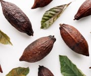 Cacao pods that extract can increase active biologic free testosterone