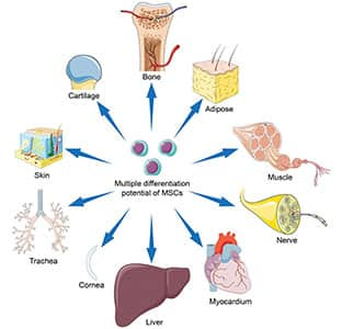 Reverse Aging In Human: Is That Possible? - Life Extension