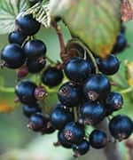 Cluster of maqui berries that in clinical trials improved eye dryness and fatigue